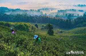 The Most Beautiful Season in Yixing Taihua: Mountains Embracing, Emerald Bamboo, Like a Magnificent Natural Scroll