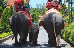 My Elephant Experience in Chiang Mai, Thailand: Bathing Elephants, Riding Elephants Through the Jungle and Fields