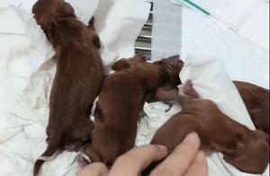 Difficult Birth of Teddy at Home, Owner Sends to Hospital for Cesarean Section, Then Became Annoyed
