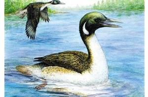 Home Museum Visit - Meet the ‘Gansu Bird’