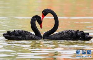 Swan Playfulness: Gentle as Water