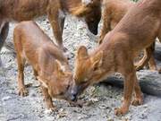 ‘Red Dog’ – Once Abundant, Now Vulnerable: The Fox’s Decline