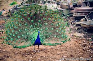 Close Encounter with Peacocks in Mangshi: A Screen Full of Peacock Silhouettes That Want to Be Wallpapers