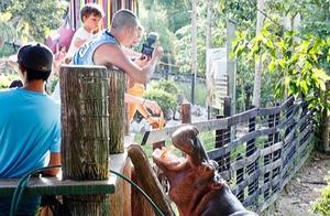 South American Drug Lord's Pets: Four Hippos Raised, Now a Local Menace