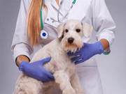 Dedicated to Pet Dog Heart Disease Interventional Treatment, ‘Hongyu Medical’ Completes 30 Million Series A Financing