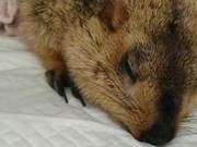 Injured Bamboo Rat Found in Hallway of Shenyang Residential Building, Volunteers Emergency Rescue