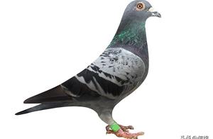 Reasons and Solutions for Barren Eggs in Pigeon Breeding