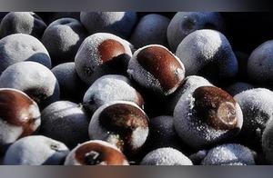 The 4 Frozen Delights Loved by Northeasterners: A Family Staple, Southern People: Can We Eat This?