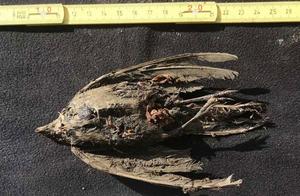 Well-Preserved Bird, Dating Back 46,000 Years, Discovered in Russian Permafrost Layer