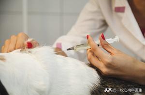 Must Vaccinate After Being Bitten by a Dog?