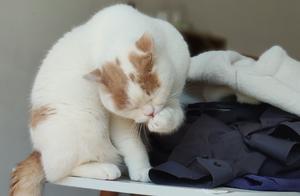 The Taste of Cat Paw Pad Pads - Do You Know It?