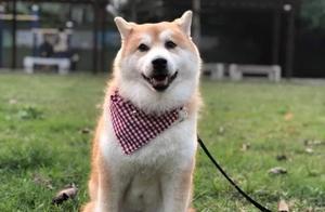 Shiba Inu Repeatedly Abandoned, Refused to Sleep, But Dad's Thoughtful Action Melted His Heart!