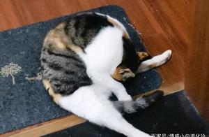 Fat Cat 'Fakes' Pregnancy to Deceive Kind People