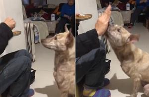 The dog lost a leg due to an accident; it uses its nose to touch hands to replace it when training a handshake.