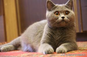 Are You Not Supposed to Raise Pets? Let's Explore the Top 10 Benefits of Pet Ownership