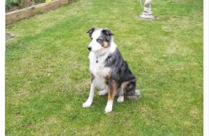 Owner Catches Cute Moment While Washing and Drying Shepherd's Toys!