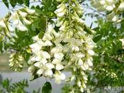 Qī Xiànlín: Chinese Lilacs