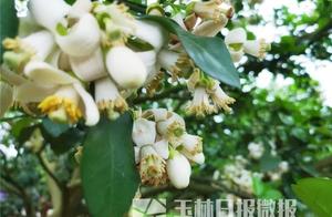 This Year, the Fragrant Snow Flower Sea in Rongren County, Guangxi, Has Bloomed – Come Join Us for Cloud Viewing!