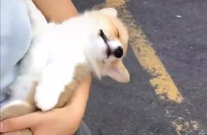 Totally Adorable: Seeing a Baby from Afar, a Shiba Inu Up Close