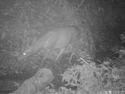 First Sika Deer 'Silhouette' Spotted in Manrao Nature Reserve of Xishuangbanna Nature Reserve