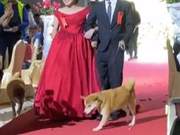 Three-Legged Dog Serves as Flower Child for Owner, Joyful and Happy, Owner: 'It's Also a Family Member'