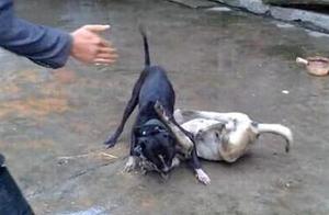 Bitches Bullying Pastoral Dogs: The Karma Comes Back