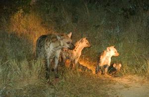 Why Do Hyenas Kill Lions and Then Eat Only a Few Bites?