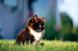 Do Pets Have Ethics and Morality? And Why Does Inbreeding Lead to More Diseases? Why Do We Still Choose Backcrossing?
