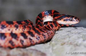 Red Silk Snakes are also known as Stink Snakes; do you have this snake in your area?