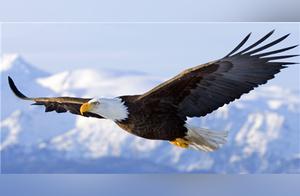 The Largest Eagle in the World, Standing Over 2 Meters Tall, Feeds on Lions, and Its Predator Remains Undiscovered to Date
