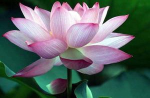 Psychology: Choose Your Favorite Lotus, Discover Your True Personality