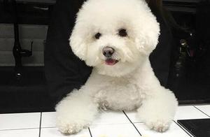 Poodles Are Spoiled, And These 5 Signs Indicate Whether Your Dog Has Them?