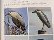 Night Herons of the Yellow River Delta