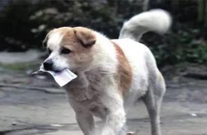 What strange things does your dog pick up outside? I could build a house for it!
