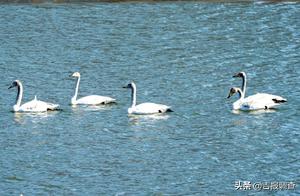 Spring Breeze Brings Ice Melt, Tongjia River Transforms into 'Swan Lake'