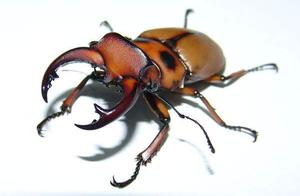 Stag Beetles – Dynastes