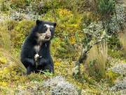 Giant Panda Relatives Appear in South America, Also Rare Species, They Eat Vegetarian and Love Pineapple