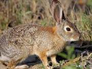 Besides Pangolins and Bats, These 9 Wild Animals Are Also ‘Poison Kings’, Rejecting Wild Meat for Health