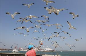 Rongcheng, Shandong: Experiencing the Spring Atmosphere of the Black-Tailed Gull Paradise