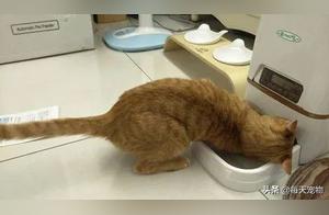 The cat is hungry, but the automatic feeder hasn't responded, and it's really upset!