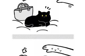 Do Only Cat Owners Understand These Scenes?