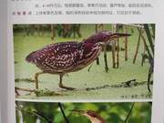 Purple-spotted Thick-billed Raven of the Yellow River Delta