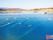 Fuping Yinhua River: Waterbirds Soar