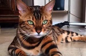 Reportedly the 29 Most Beautiful Cats on the Net, What Do You Think?