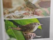 Yellow River Delta Birds – Maccaulay's Warbler