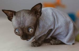 Hairless Cat Suffers Congenital Disease, Resembles a Bat; Owner Says: 'It's Just Beautifully Unique!'