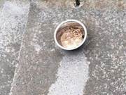 Strange patterns appear on the ground after the rain, obviously made by cats