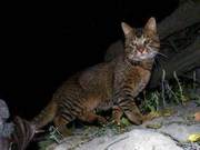 Could Chinese Domestic Cats Survive in Africa?