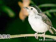 China Statistics on Troglodytes Species: Identification and Appreciation