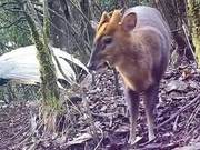 Playing Together, Cooperative Hunting: "Eye of the Hidden Realm" Takes You to See Pairs of "Best Friends" in the Animal Kingdom